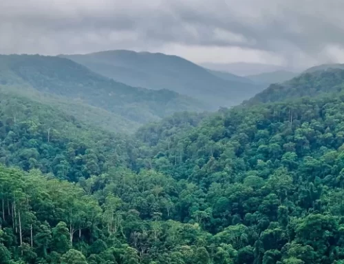 PFS Supports TreeSisters